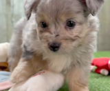 Aussiechon Puppies For Sale Fairfield Furbabies